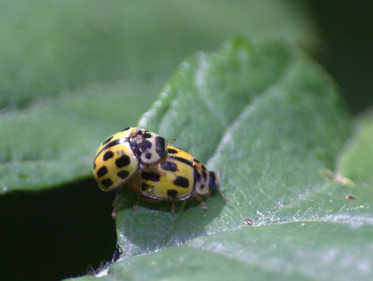 Propylea quatuordecimpunctata